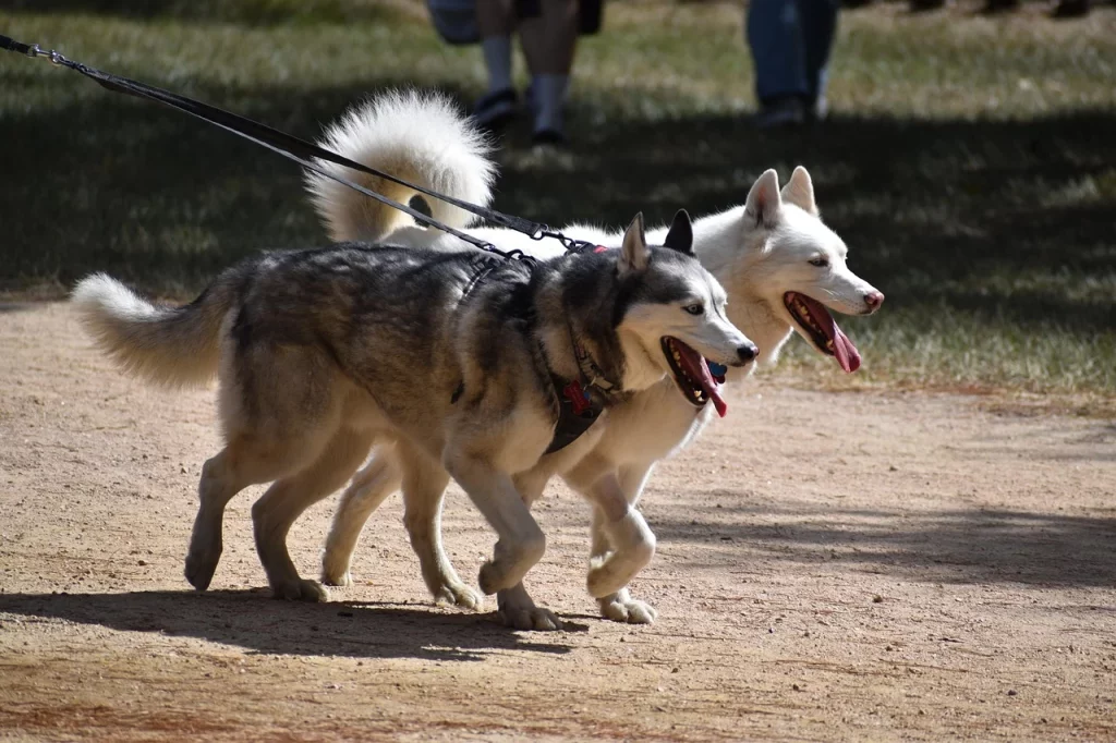 La Entidad de Conservación de El Soto intenta evitar multas a sus vecinos 1 huskies 7542168 1280